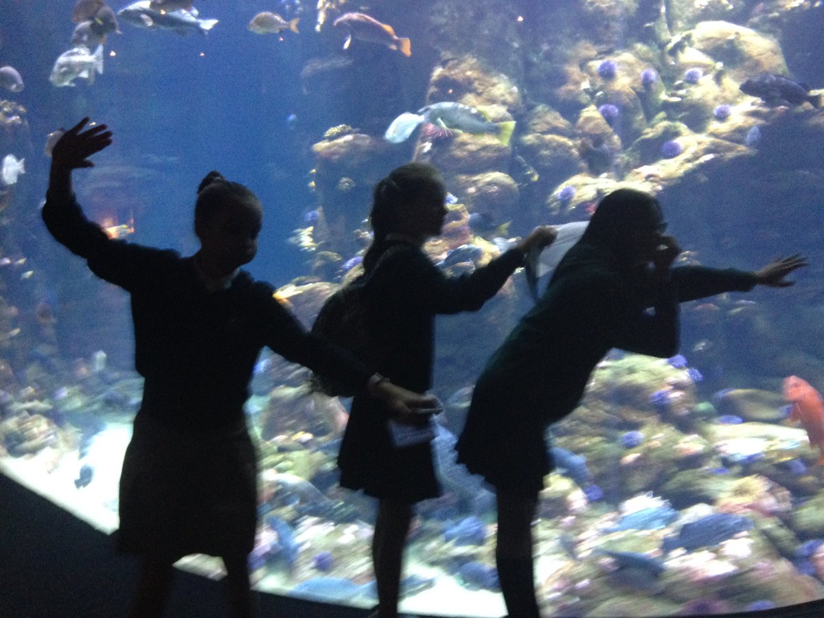 ForestRidgeMS's tweet photo. Penguins, butterflies, and earthquake simulators, oh my! #CaliforniaAcademyofSciences #FRdoesSF2016 https://t.co/cbithKlOZc