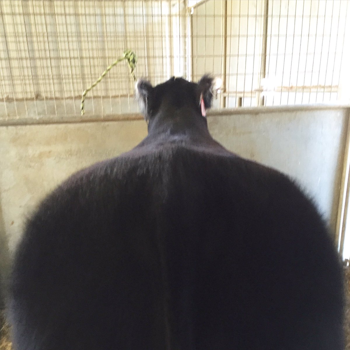 bushmancattle's tweet photo. ✔️ One more down! #noworries #gettingthemready #rmjss #jackpots https://t.co/DYaD7DDH4H