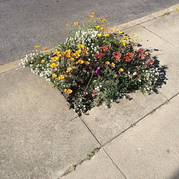 LindenCA's tweet photo. Eco Tip: Plant wildflowers in your yard to give bees a place to pollinate &amp; help avoid extinction! #green https://t.co/Se2bG312vX