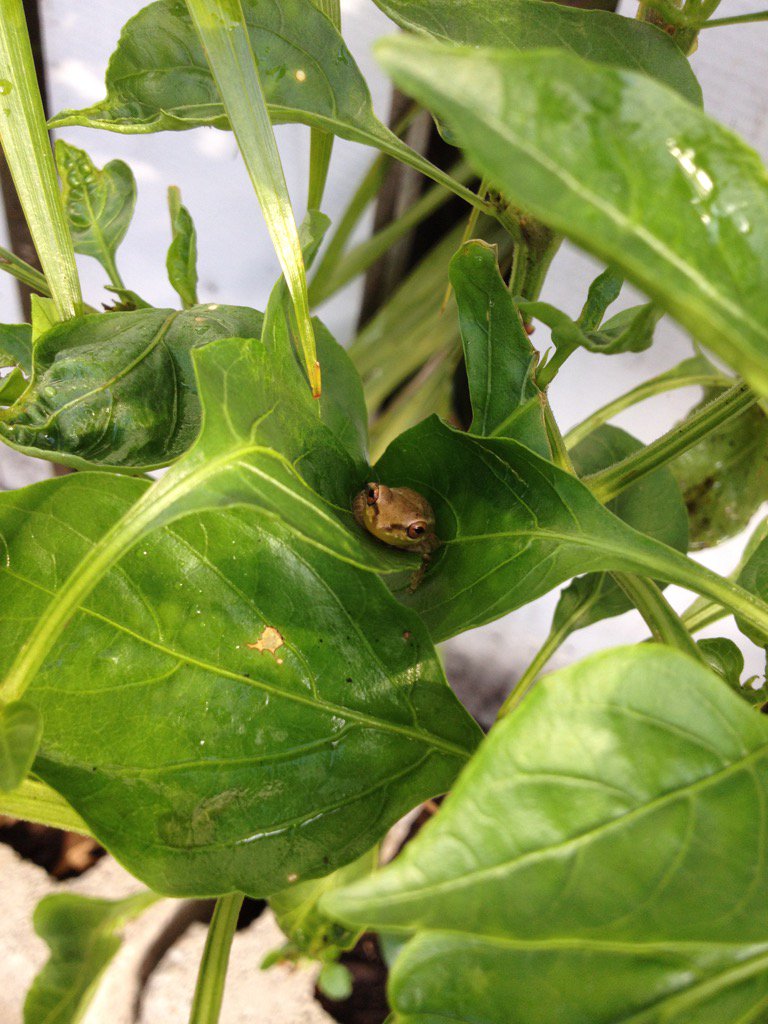 Welcome Home Bistro (@personalchefc) on Twitter photo 