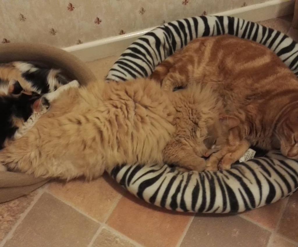 fullyfeline's tweet photo. Sometimes one bad just isn't enough😺🐾🐾Submitted by: Allan Elder #catstagram #cats #funnyca… https://t.co/oNO2MPlf0R https://t.co/dN4j6kqOu5