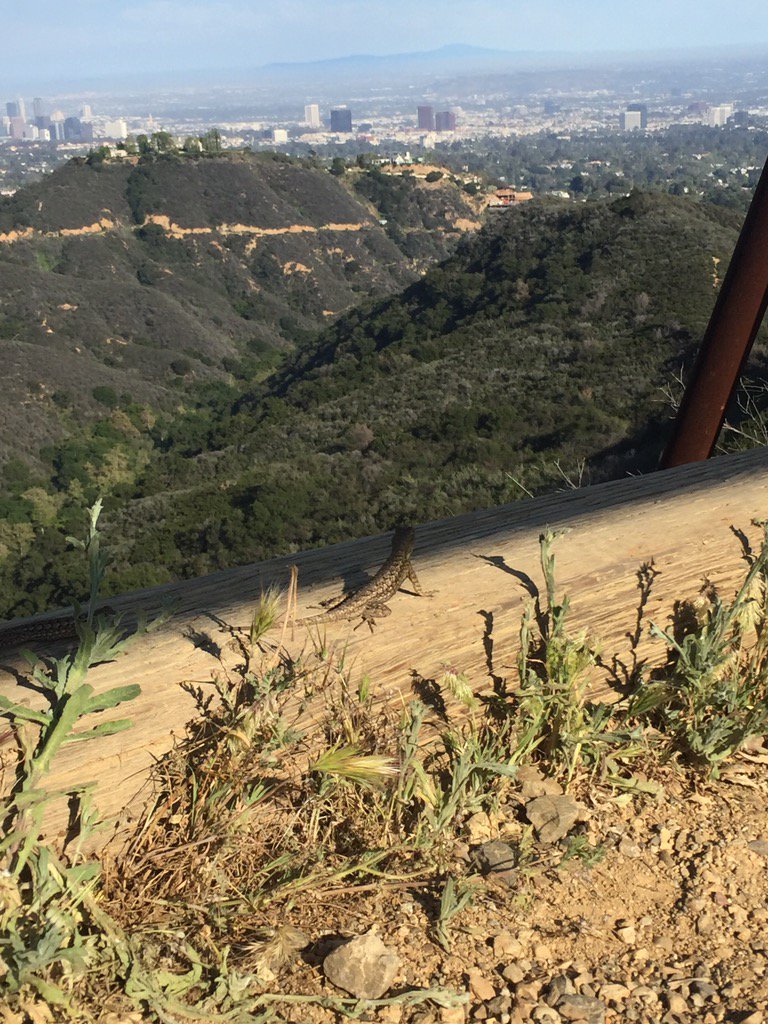 PiggysBig's tweet photo. #lizard #LosAngeles #perspective https://t.co/UDikhSnA1m