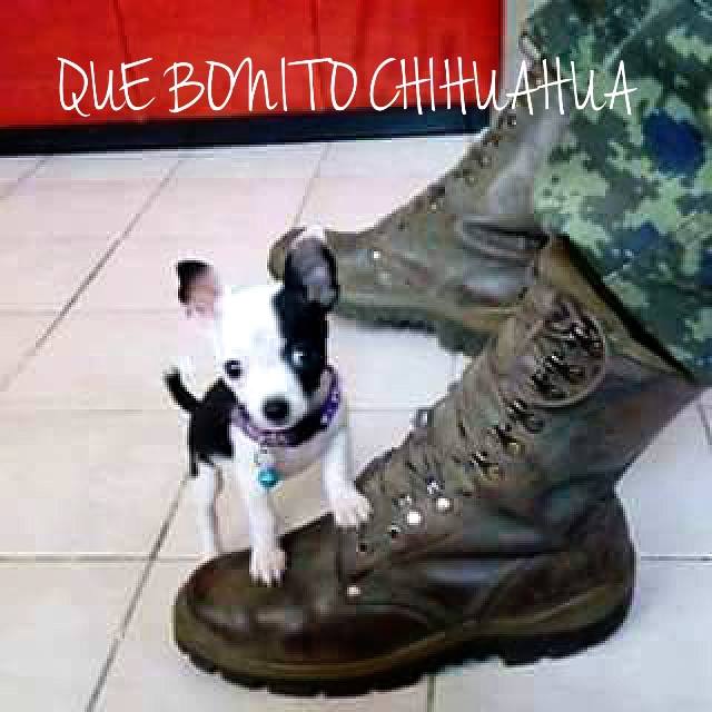 EJERCITO MEXICANO tweet media