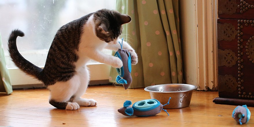 docandphoebe's tweet photo. 48 hours left -- Pounce on the #NoBowlCat Feeding System now! #pukingcat #destructivekitty https://t.co/RtSGGzsxQZ https://t.co/fQITriILxX