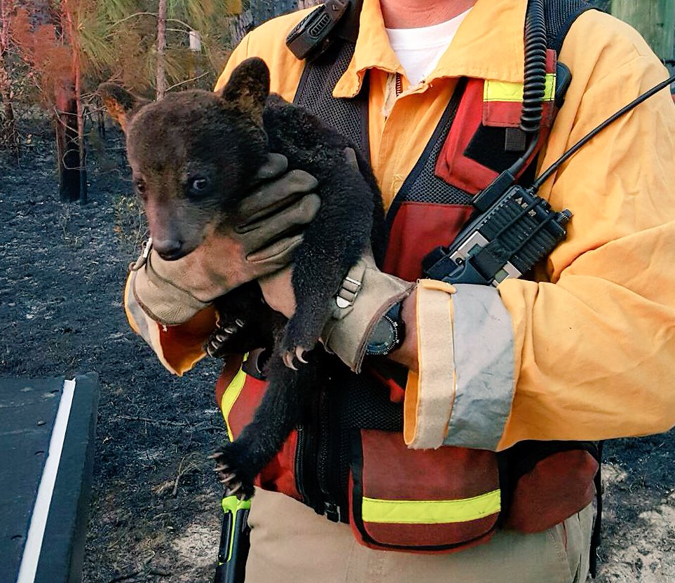 Как спасаться от животных. Спасатели животных. Пожарные спасают животных.