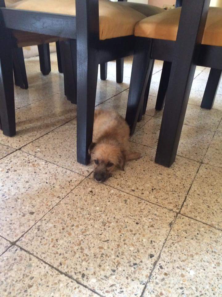 Dianace2381's tweet photo. Cachorro en adopcion, aseado, cariñoso...llamar 0982754529 urgente RT @BerthaValle @RescateAnimalEC @paolaolayac https://t.co/R2d3xJtI0t