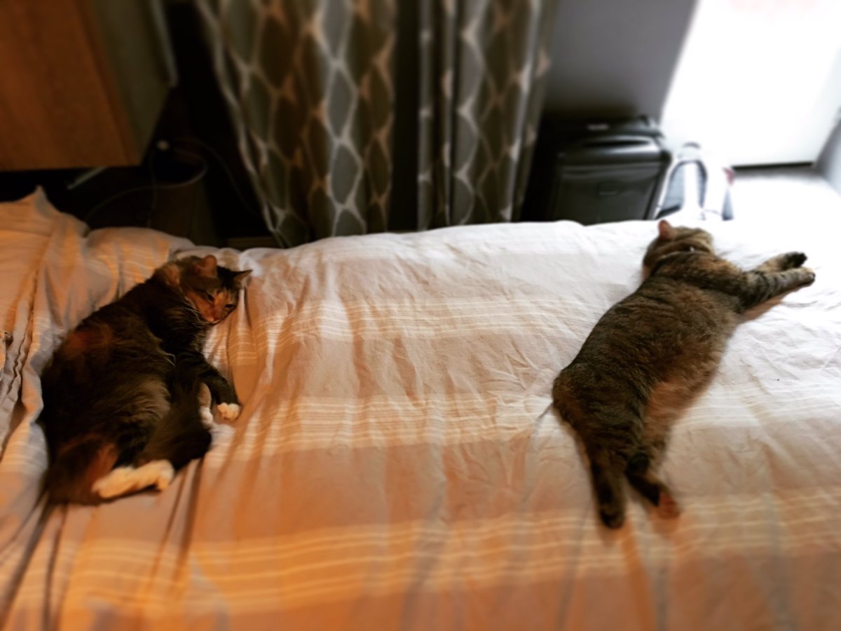IamRubyTheCat tweet picture