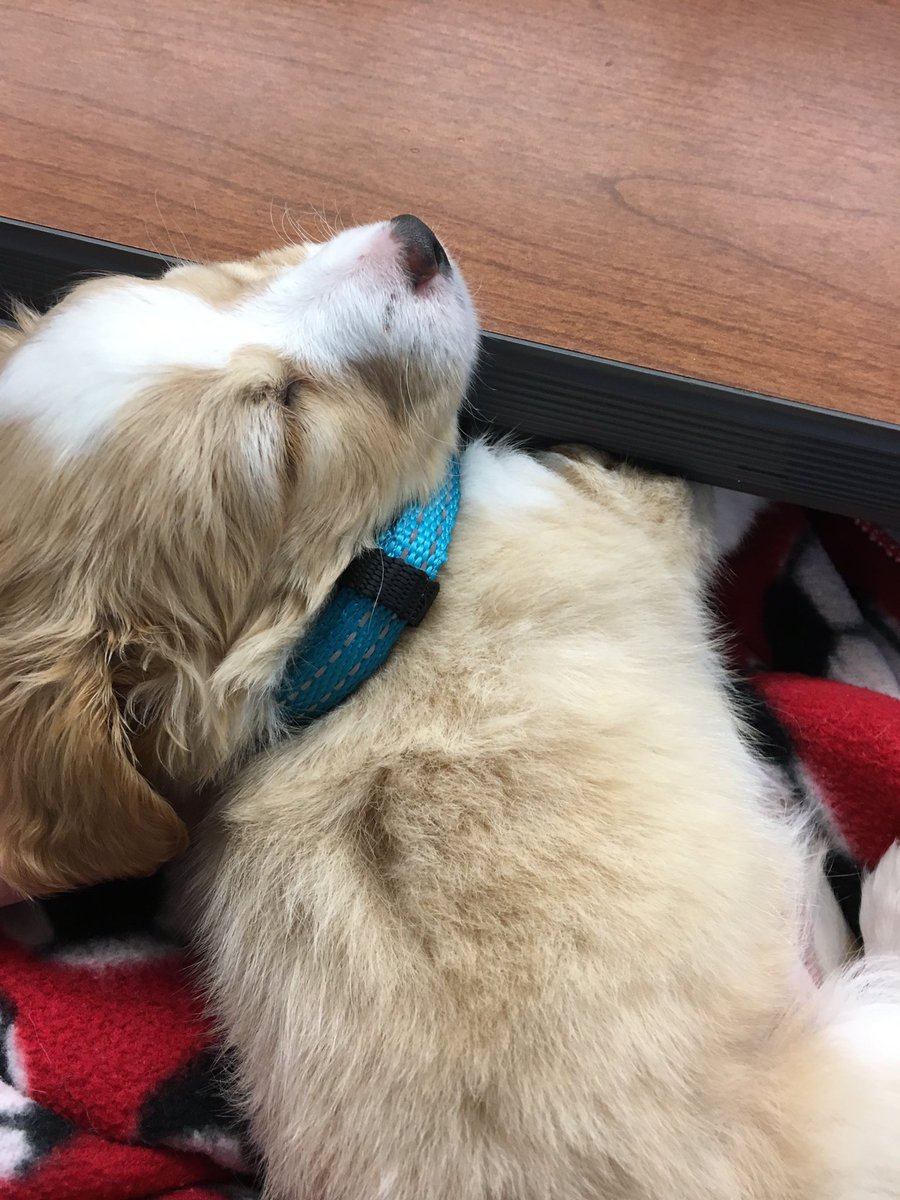 emilygriggg's tweet photo. Update on Jasper's school experience #schoolsrough https://t.co/kS34Ho7AvZ