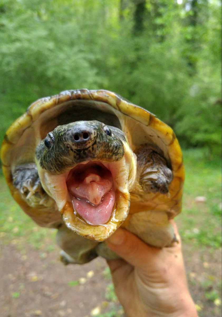 markmandica's tweet photo. #Staurotypus might take the best #TurtleSelfies there are. I just love that chompy face. #GiantMuskTurtle #BiteMe https://t.co/umTcbc5x6B