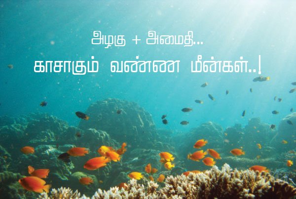 NaanayamVikatan's tweet photo. அழகு அமைதி... காசாகும் வண்ண மீன்கள்..!
https://t.co/6rZowjWd6O
#fishrearing #business #naanayamvikatan #vikatan https://t.co/4iw4IbpvRj