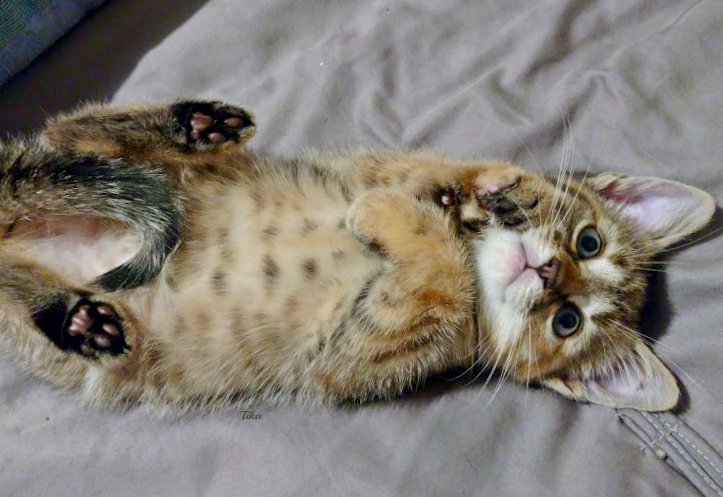 PafGreyCat's tweet photo. Weekend feeling! 🎉Let's dance 💃
#kitten #kitty #tabby #FridayFeeling #morning #motivation #cat #weekend #dance #cute https://t.co/noQv8I0AA7
