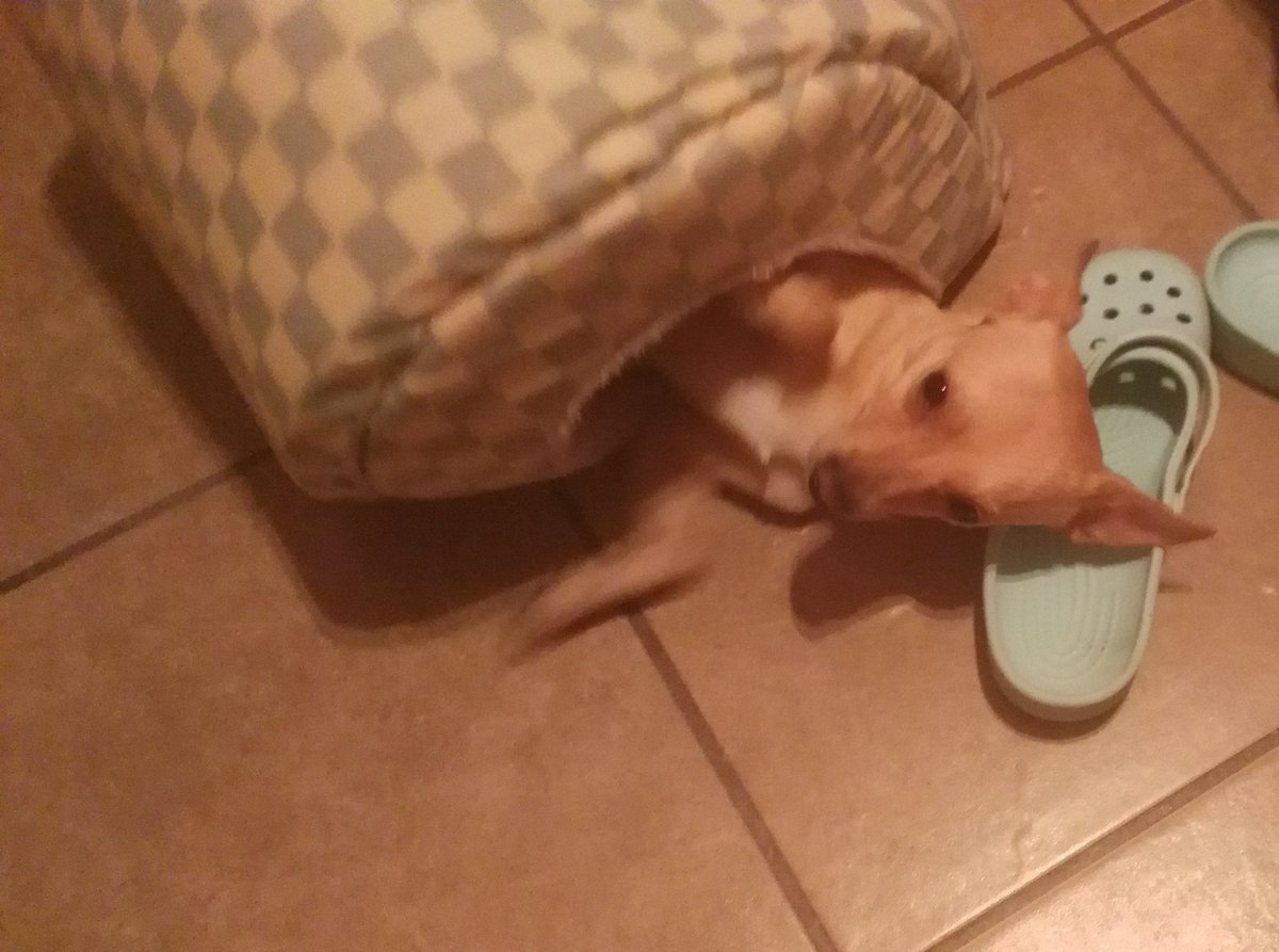 YouleeGuzman's tweet photo. Jajajajaja que agusto se quedó acostado encima de mi huarache!!!😍😍😍😘😘😘 #Marshello https://t.co/bNUvFw8RhO