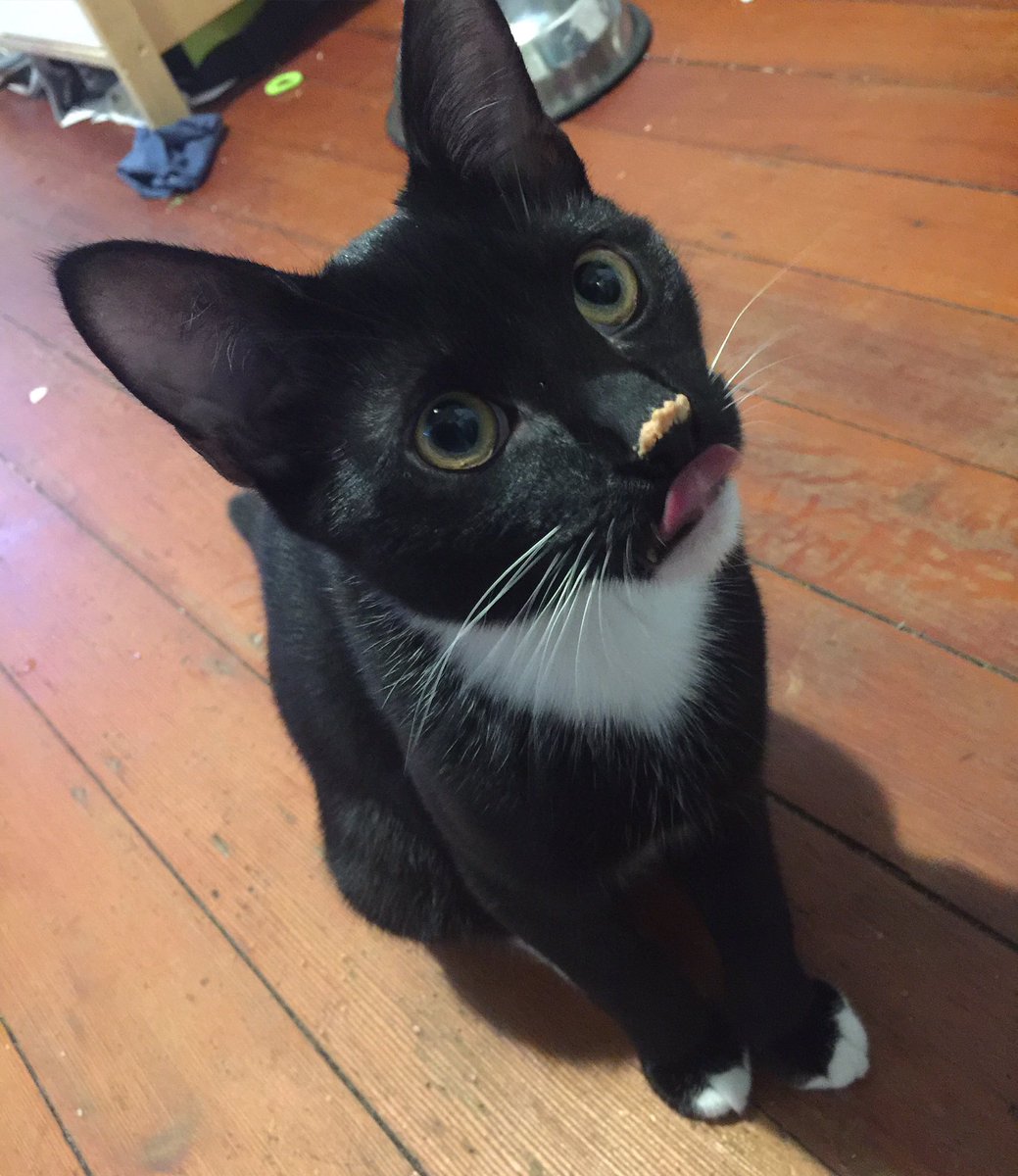 3cats2dogs1bird's tweet image. I've got tuna on my snout. My tongue won't reach. So this is why they use cutlery. #catproblem #tuxedocat