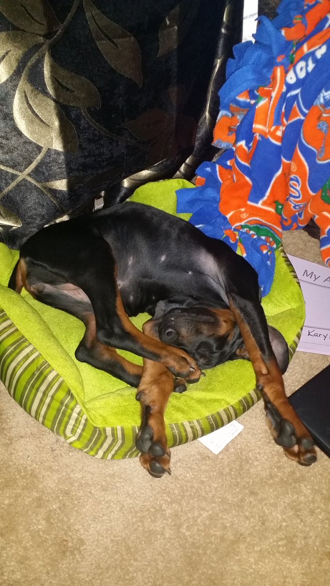 yourdoberman's tweet photo. #NOVA #GOODNIGHT https://t.co/zIiRAmLEHL