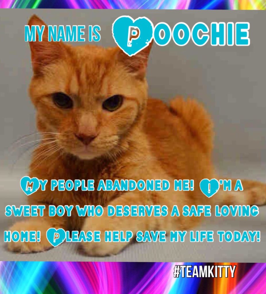 WildeOscarCat's tweet photo. SOS!  #NYC ! POOCHIE"BEGINNER-RATED SENIOR" of 13 y with many loving comments!  SAVE HIM!  https://t.co/LRlSzawqZf … https://t.co/DSdUNi9Wiu