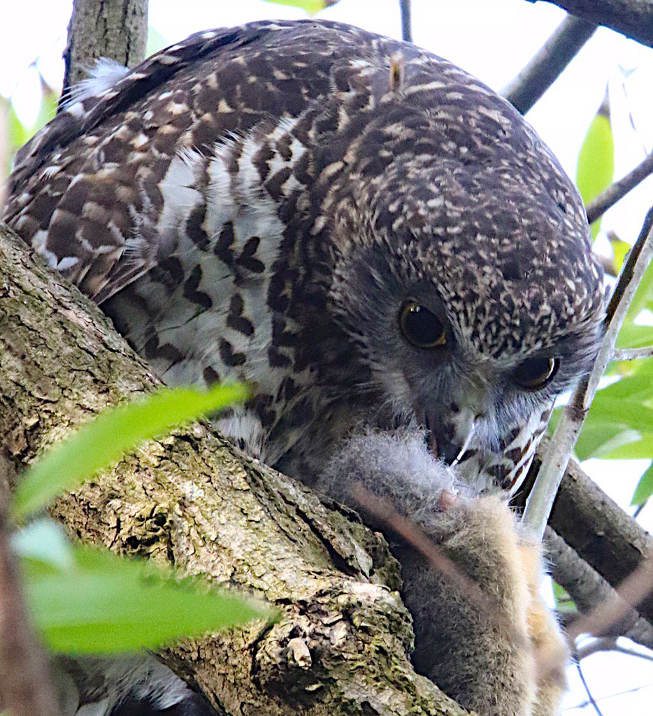 John White Wildlife tweet media