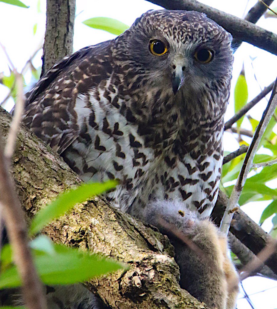 John White Wildlife tweet media