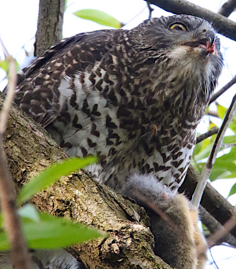 Just had the somewhat interesting experience of watching and listening to a powerful owl eat a possum. #wildoz