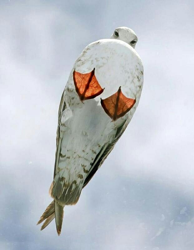 Fibutton's tweet photo. #Seagull  on a glass roof...😁 https://t.co/H9muK8ANEq