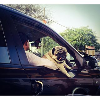 Joy_PhotoCam's tweet photo. #pugsofinstagram #pug #asking #canidrive #notadoglover #but #cantstopclicking ππ https://t.co/8xrzX9QUzV https://t.co/T4QSUx8dXt