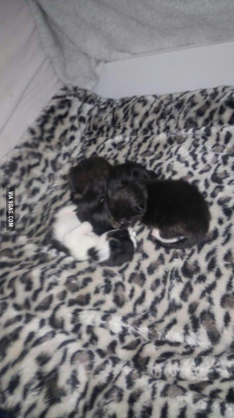 Eloise Gates tweet media