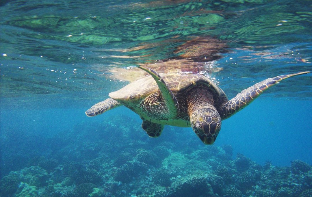 Adventurefull_'s tweet image. I NEED to go to hawaii once in my life 🌴🌊🐢