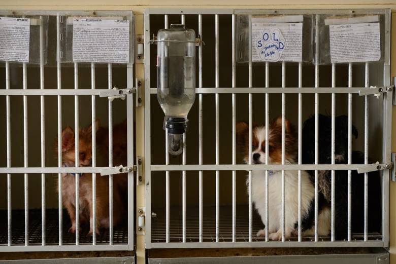 northjersey's tweet photo. #Paramus Board of Health to hold hearing on Just Pups https://t.co/17a6fDCEQX https://t.co/HDPUhtltEL