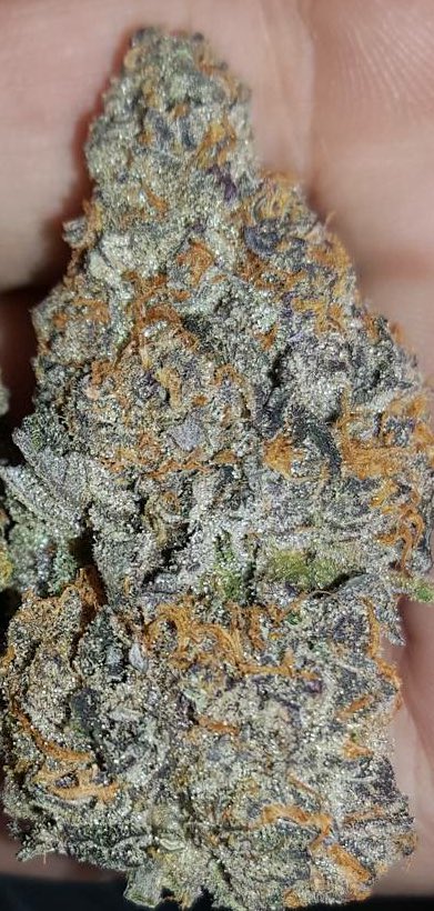 MQDeliveries's tweet photo. Girl Scout Cookies! So sweet and dense! #medicalquality #mqdelivery #oc #delivery #kush #meds #420mj #CannabisCup https://t.co/vteOU3tT8E