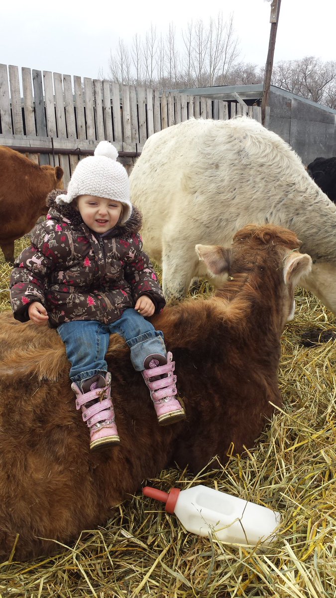 HoweRanch's tweet photo. She would rather ride cows #ladyrancher #cdnag #cdnbeef #skcattlewoman #lovecows #farm365 #agmorethanever https://t.co/hJdFsYBTtK