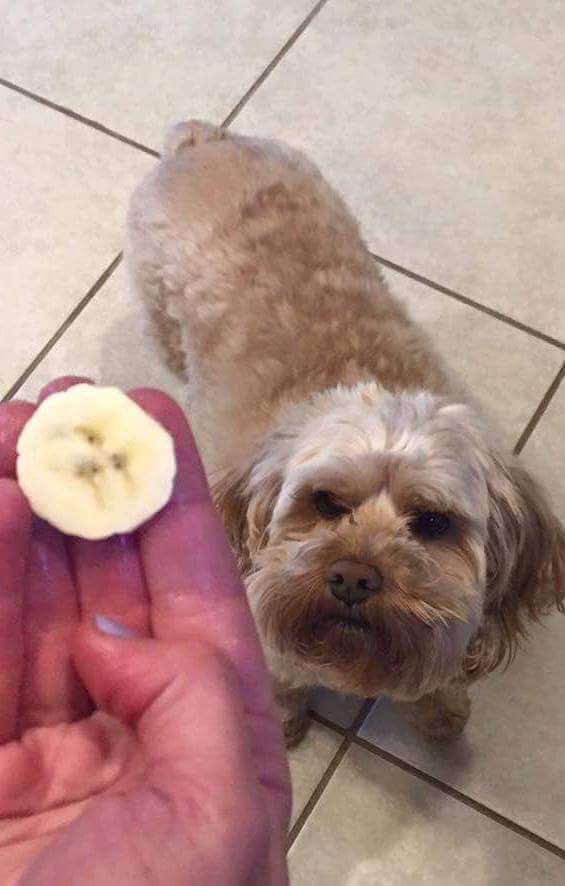 동물병싱짤 (@whereru_animal) on Twitter photo 