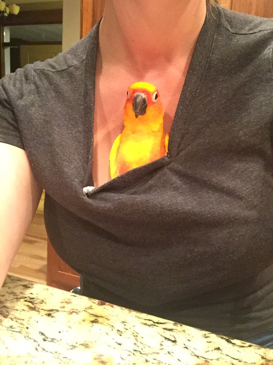 LittleGiftery's tweet photo. Someone makes working on jewelry tough! #crazybirdlady #birdmom # https://t.co/dlkcsMYVxH