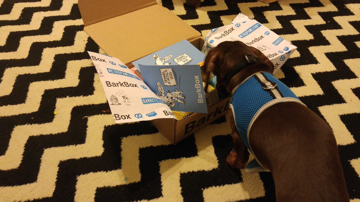 chrisvanwormer's tweet photo. Remy enjoying his first @barkbox https://t.co/dhUn88Ojlq