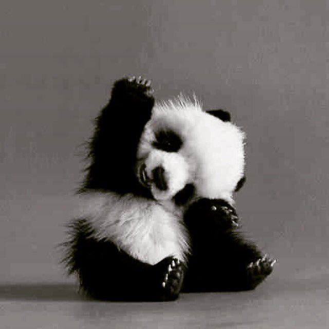 callmecrazyent's tweet photo. Raise your hand if you had a long day! #cutethingthursday #fluffypanda #wehatehashtags https://t.co/Vyv0UlJ1TP