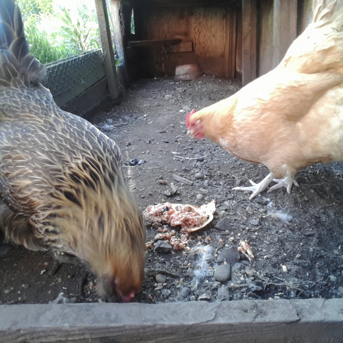 PortlandChicken tweet picture