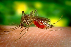 VirusZikaInfo's tweet photo. ¿Qué es el Virus Zika? https://t.co/Ni0XtJ24yf #zika https://t.co/vhWwbcdu8z