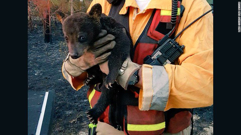 cnnbrk's tweet photo. Florida firefighters rescue bear cub from brush fire. He has minor burns to paws and face. Thttp://cnn.it/1VCuO71 https://t.co/XYb1J7XTrB