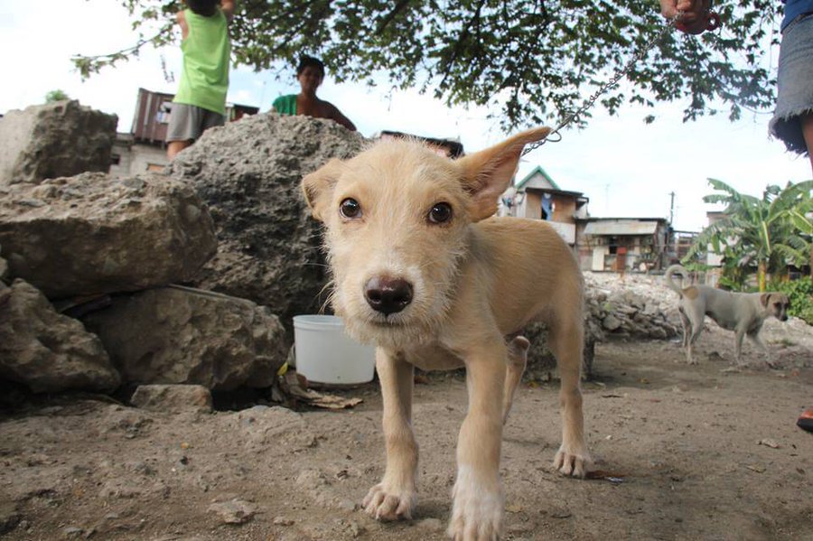 Don't Ignore Homeless Animals—They Need Your Help | Companion Animals -  PETA Asia