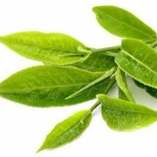 macchaya_id's tweet photo. Dengan dibuat menjadi bubuk atau Matcha, seluruh kandungan teh hijau dapat kita rasakan ma… https://t.co/WbEqaP94i3 https://t.co/cK4tCCDpfy