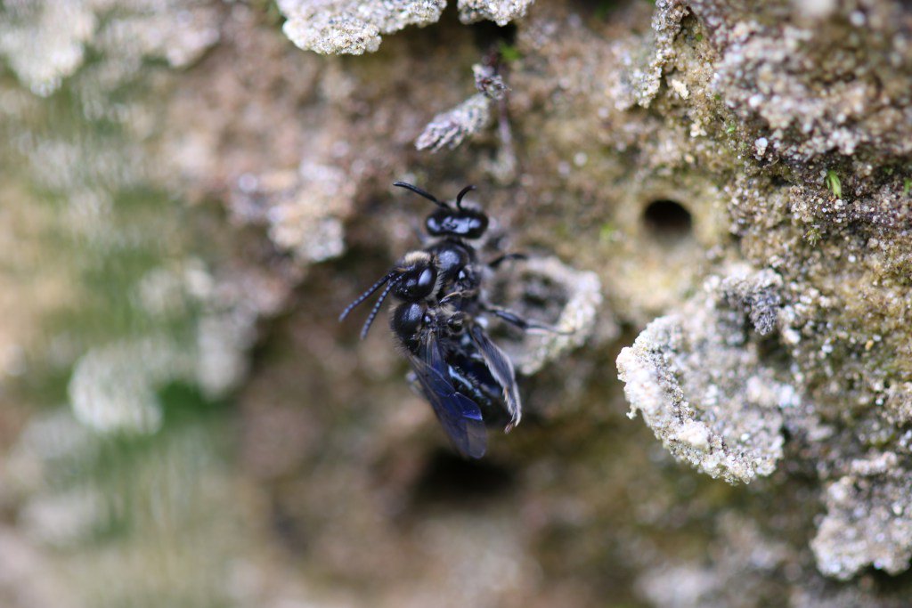 AklEcol's tweet photo. Native Bees…What’s the buzz? https://t.co/CniM9bixyA https://t.co/qOjnFVHLDF