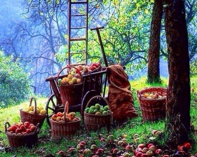 Even if I knew that tomorrow
the world would go to pieces,
I would still plant my apple
tree...
- Martin Luther