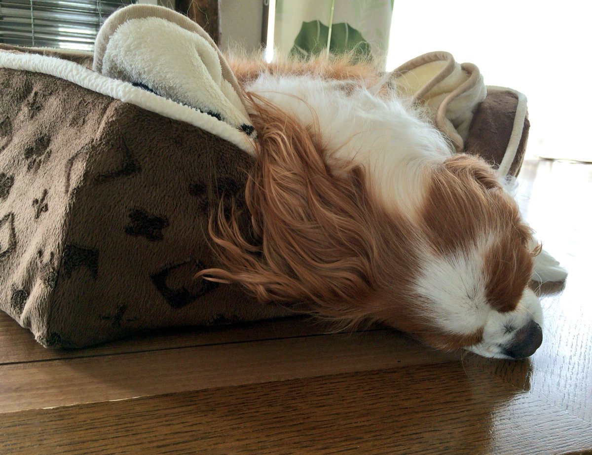 romane1124's tweet photo. 落ちてます💤 https://t.co/sbDUYmZut2