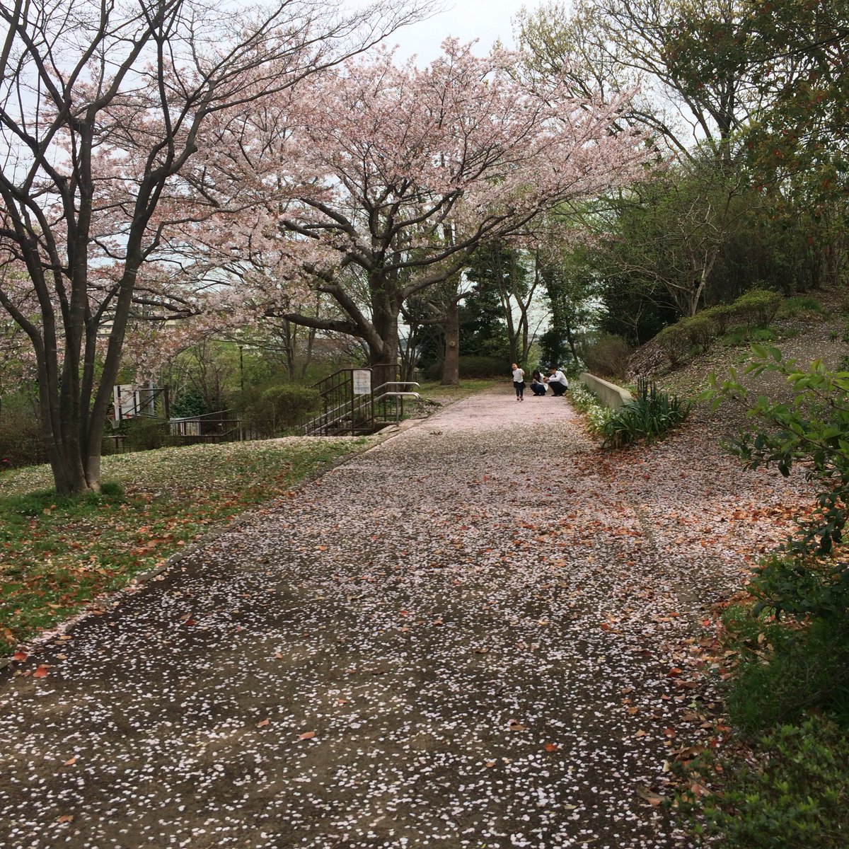 pokoran's tweet photo. 早晨的花瓣滿地 https://t.co/mm2vhgfQaO