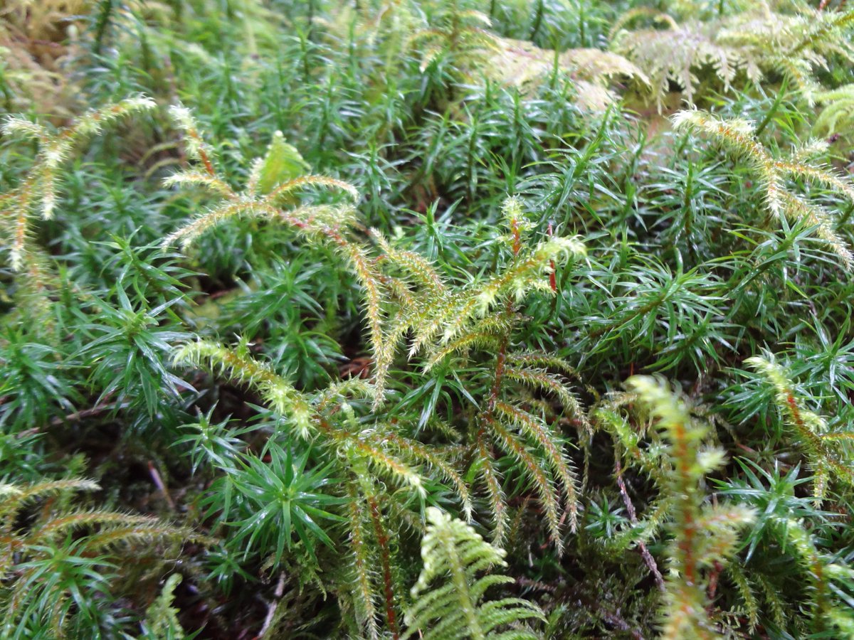 TheRedFisher1's tweet photo. I'm all green and cuddly lately.... feels good ;)  #photography #green #inspiration #forwardthink https://t.co/DI3vxOWcvC