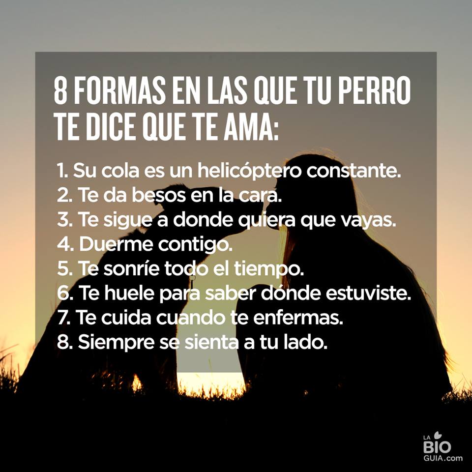 Ecogranjero's tweet image. 8 formas en las que tu perro te dice que te ama