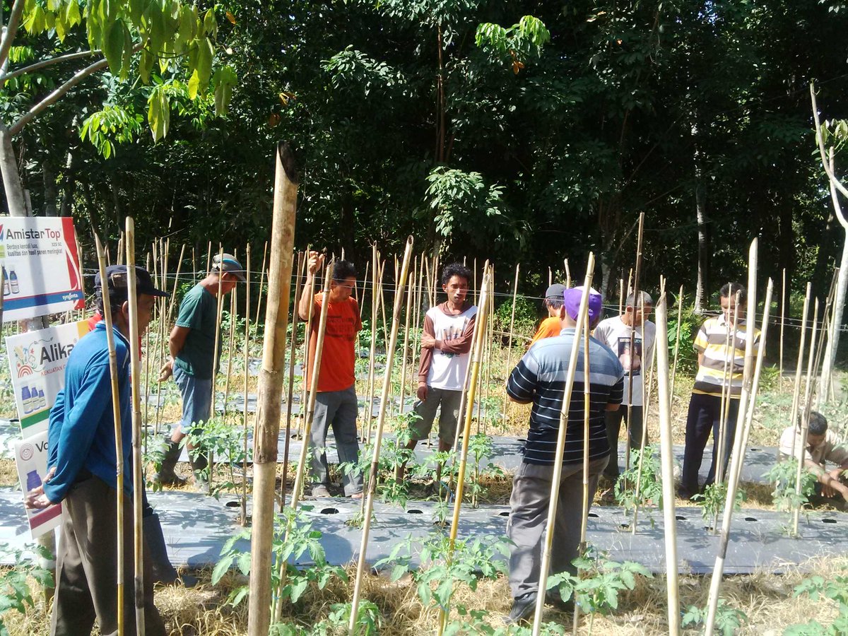 SahalaBudian's tweet photo. Memberi edukasi petani horti supaya mendapat kualitas panen tinggi @SyngentaID @Syngenta #petanikalsel https://t.co/KDAzzt5n9S