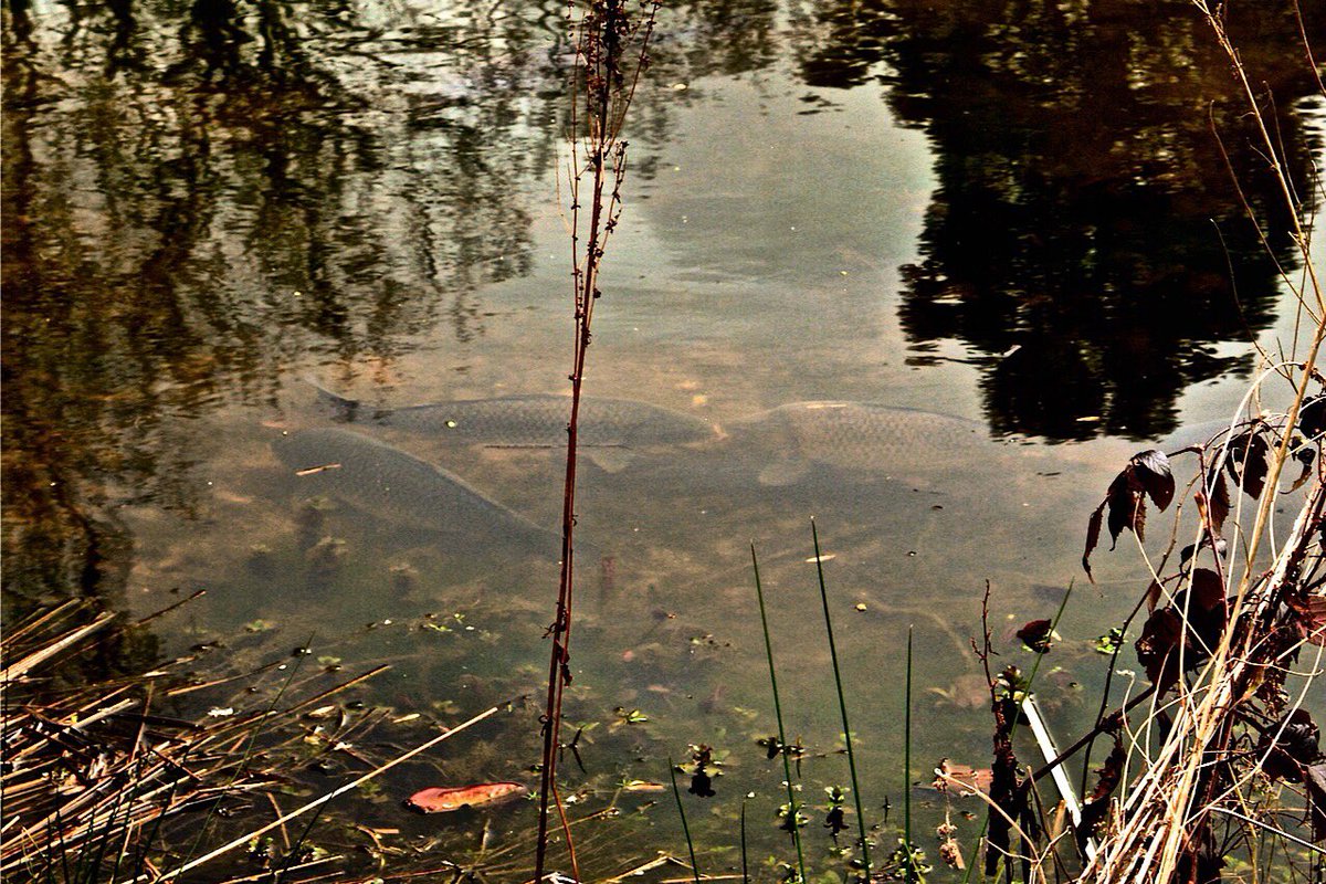 chateaudubeck's tweet photo. Managed to find a few during yesterday's walk around the estate lake #uncaught https://t.co/4oAnVPZLPm