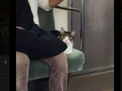 20Minutes's tweet photo. Japon: Twitter tombe amoureux d'un chat qui a ses habitudes dans les trains https://t.co/YXzXEi5B0w https://t.co/pL6akxhdJ2
