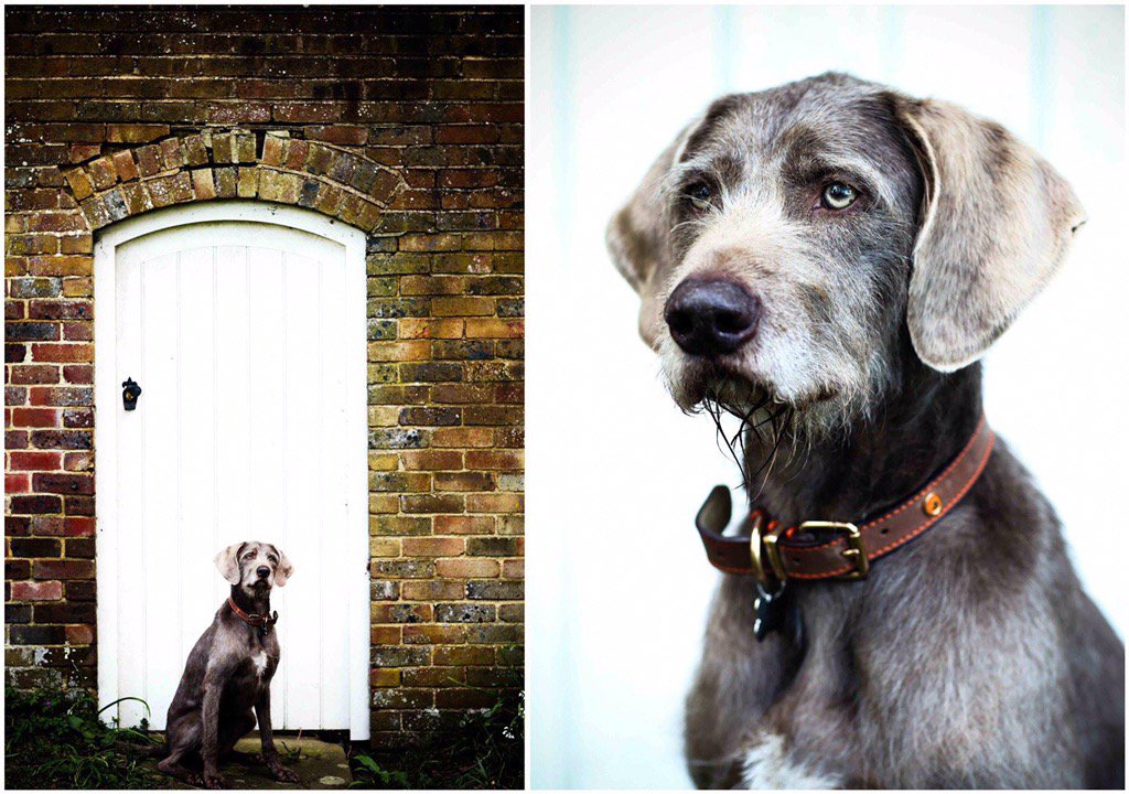 BubbleandBean's tweet photo. WOOF! Bubble&amp;Bean are now taking #dogportraits and loving meeting all these gorgeous hounds! #dogphotography #sussex https://t.co/lb5MqnjxMf