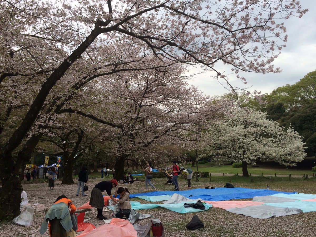 高橋美津子 代々木公園でお花見場所取り 桜吹雪がキレイ T Co Wkvjb8gi4k