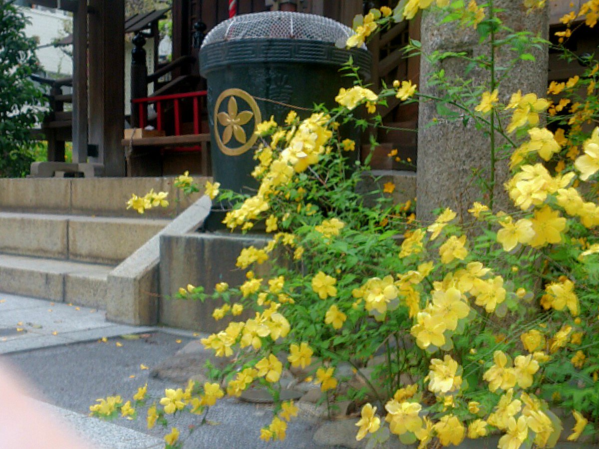 月刊 神田画報 Twitterissa 江戸城を始めに拵えた太田道灌ゆかりの神社と言えば駿河台鎮座の太田姫稲荷神社 太田道灌の家紋の桔梗が神紋でありその可憐な黄色い花が境内を彩っています T Co Kaqplqrgxy 月刊 神田画報 Twitterissa 江戸城を始めに拵えた太田道灌ゆかりの神社と言えば駿河台鎮座の太田姫稲荷神社 太田道灌の家紋の桔梗が神紋でありその可憐な黄色い花が境内を彩っています T Co Kaqplqrgxy